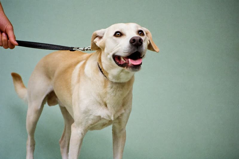 A dog on the lead being held ready