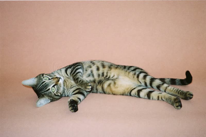 A relaxed cat settled and stretched out