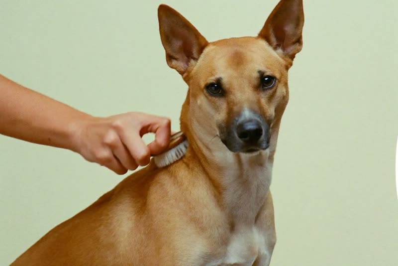 A dog being brushed by hand