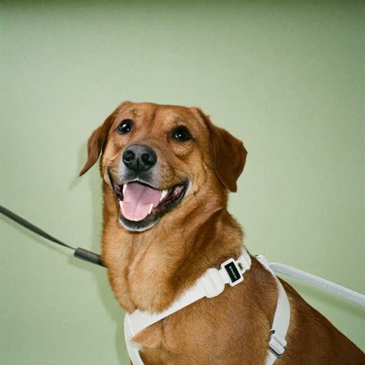 A dog in a harness and lead, ready for a walk