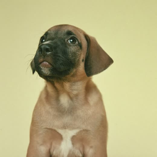 A puppy sitting and looking up