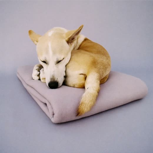 A dog asleep on a blanket